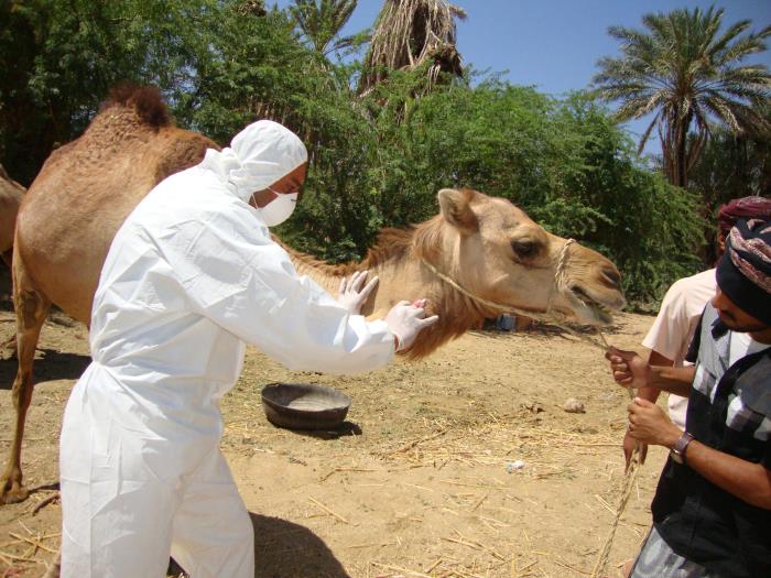 Extraction of blood samples from a camel’s neck