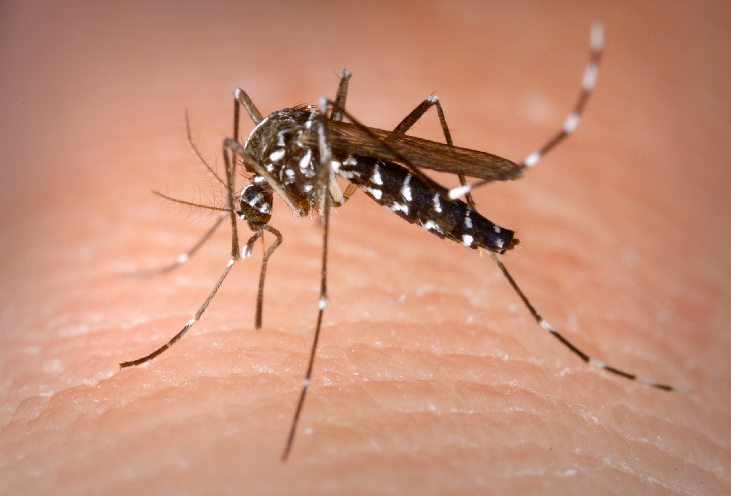 Asiatische Tigermücke (Aedes albopictus)