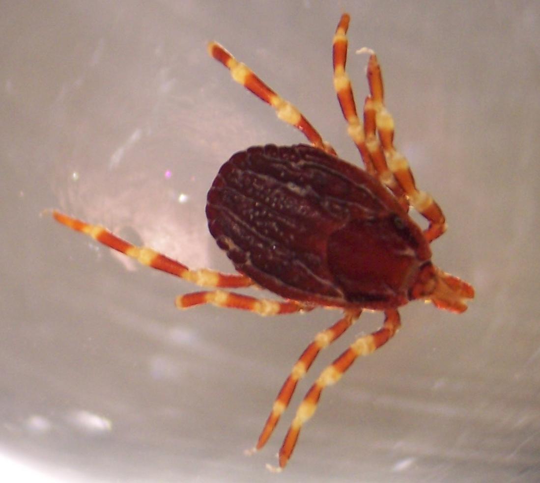 Hyalomma_marginatum