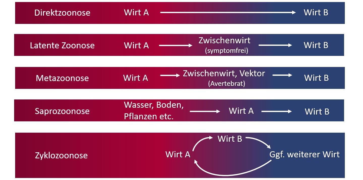 Übertragungswege Zoonosen