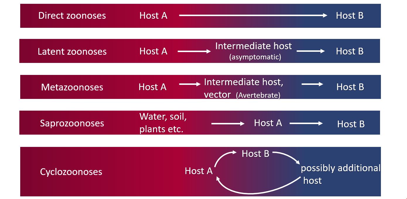 transmission paths zoonoses