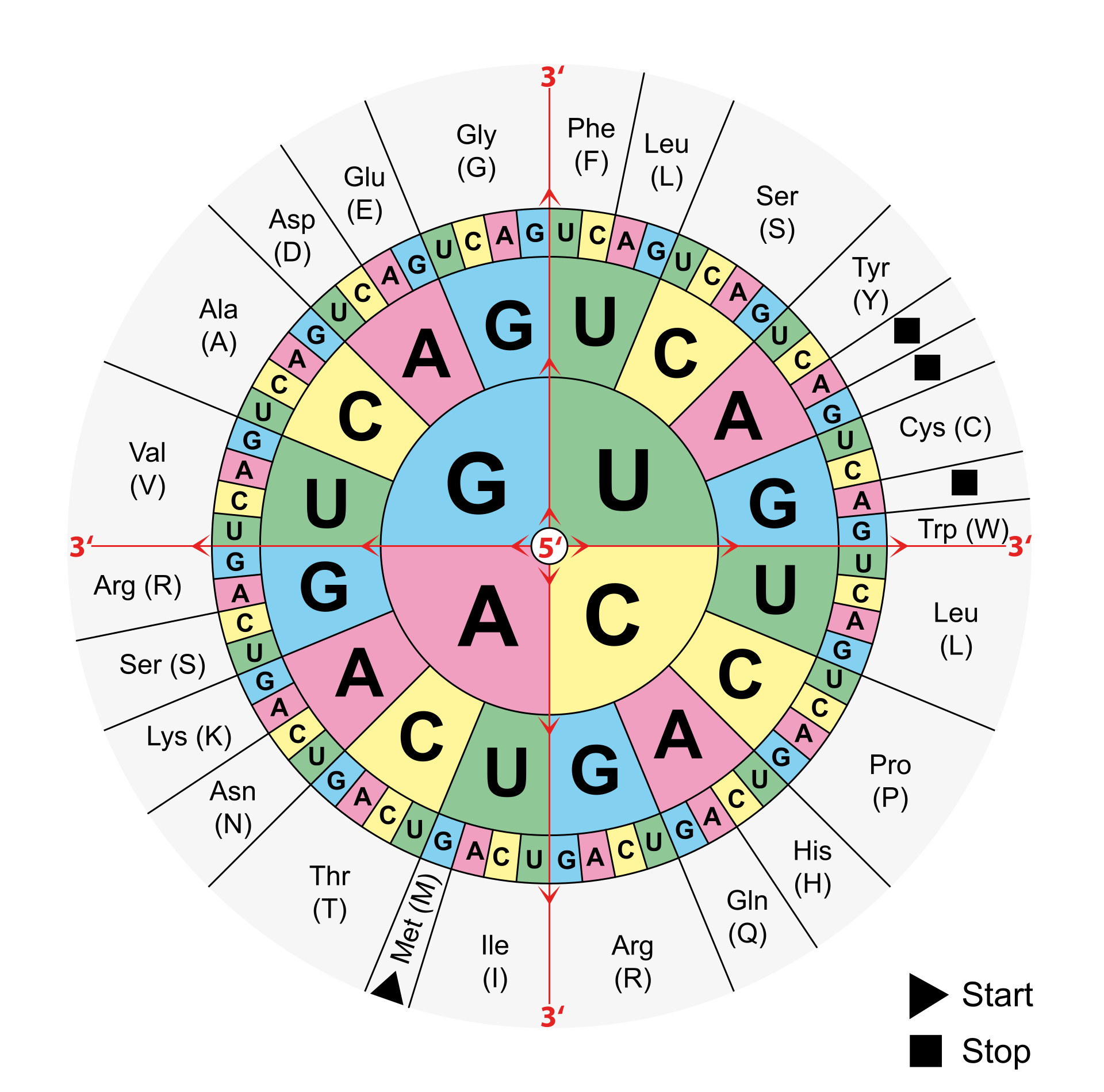 Codons Aminosäuren