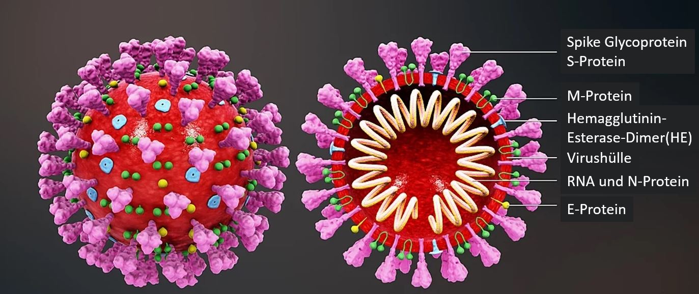 Aufbau SARS-CoV-2