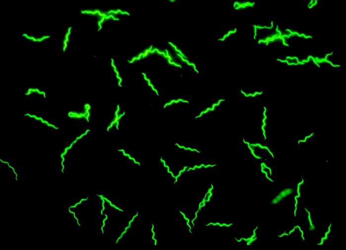 Borrelia afzelii_Copyright P_Kraiczy