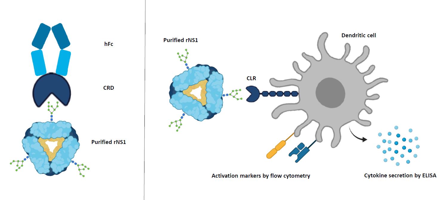 CLR-NS1-Interaktionen_Camarao