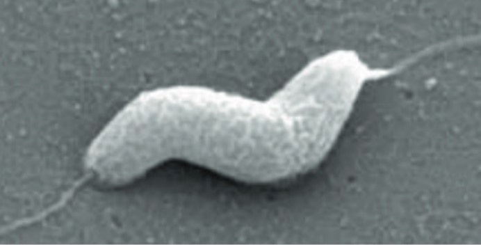 Campylobacter jejuni