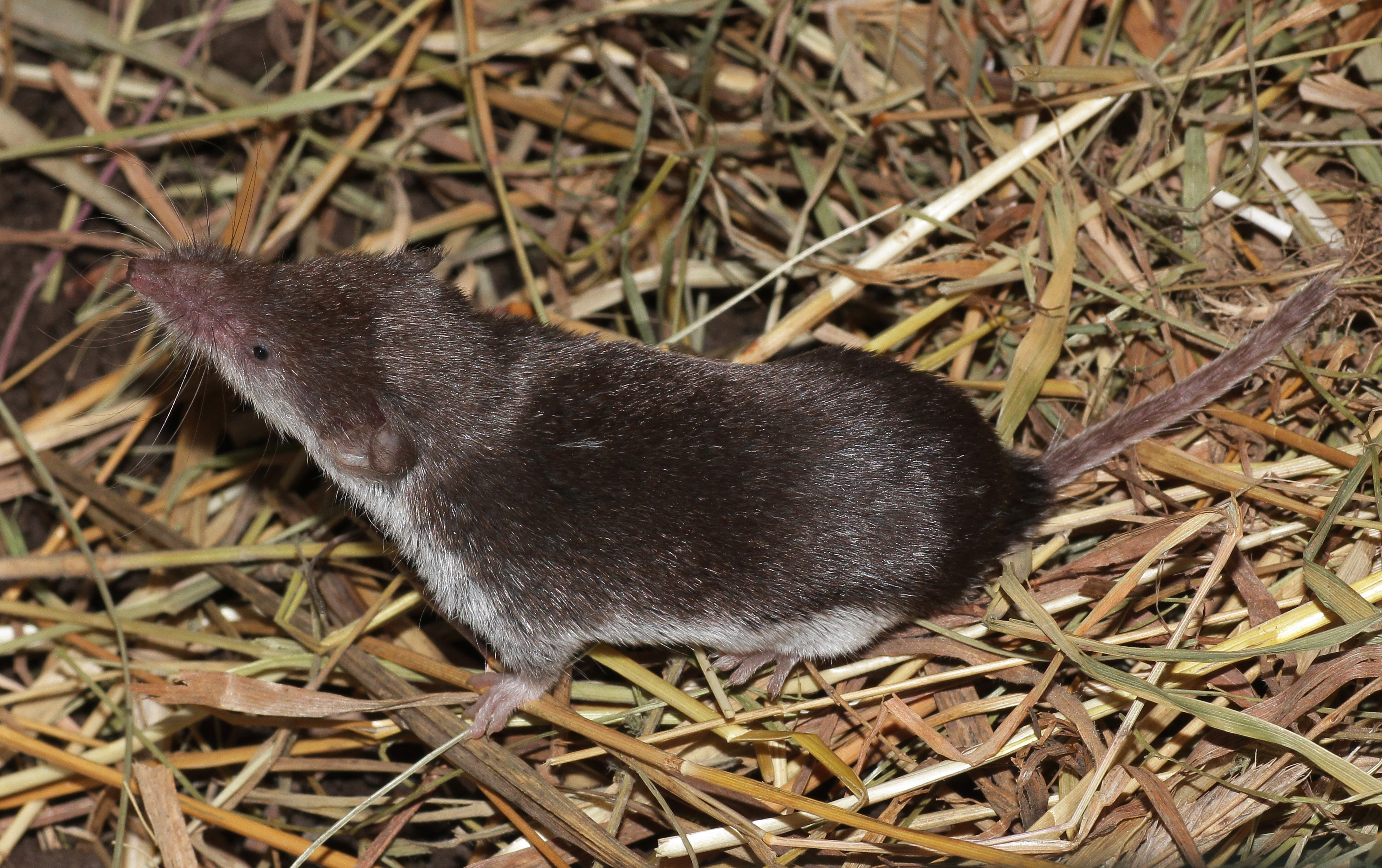 Feldspitzmaus-HVierhaus