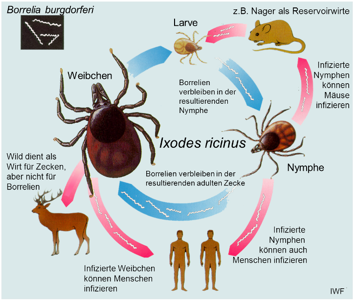 Zeckenkreislauf