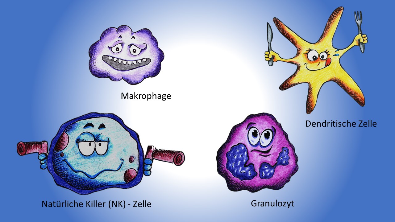 Zellen_angeborene Immunität