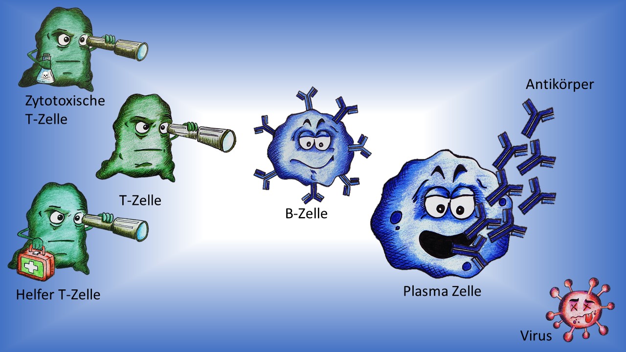 Zellen_erworbene_Immunität