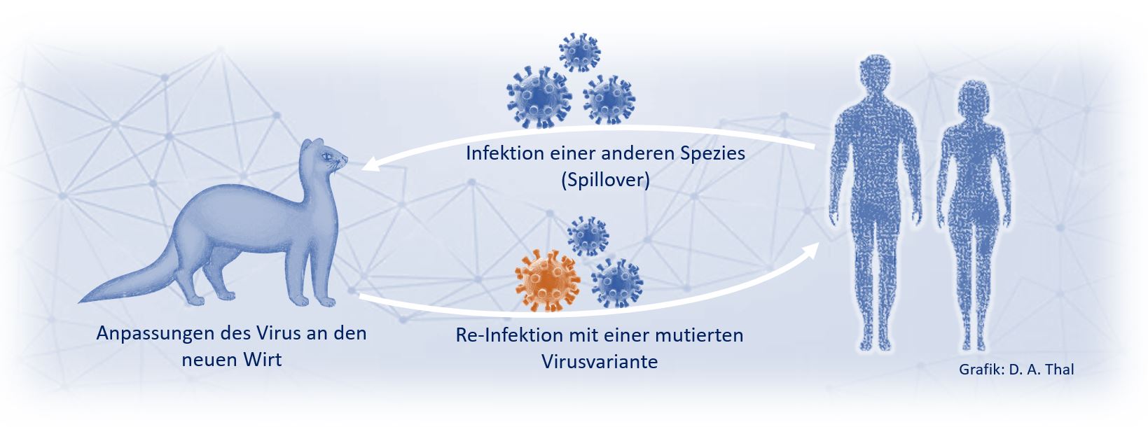 Spillover_Reinfektion_Events