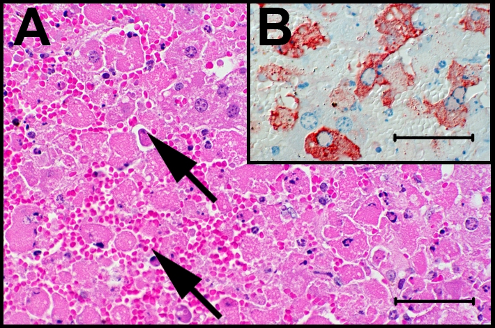 Hepatocyten_Maus_RVFV
