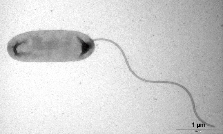 Aufnahme_Vibrio-Bakterium_Reetz_BfR