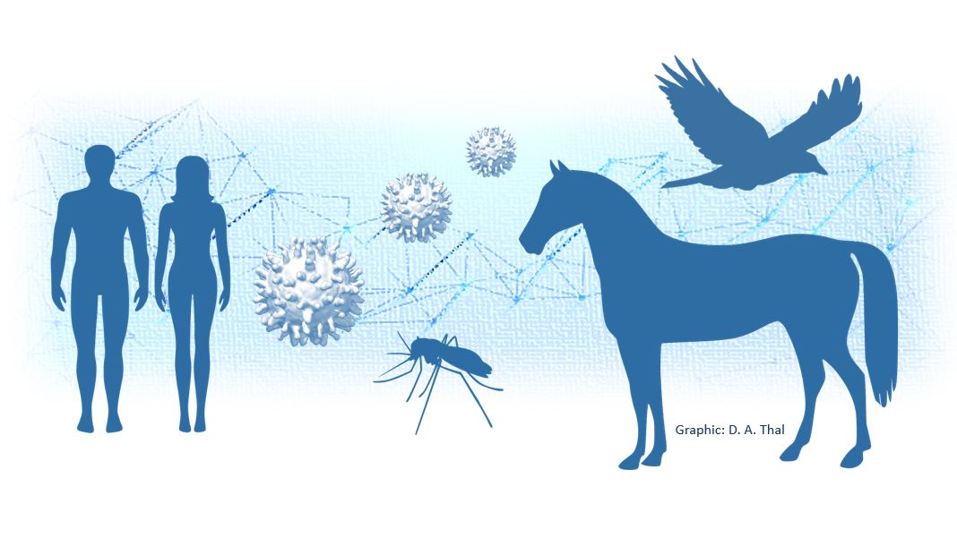 WestNilVirus_Transmission